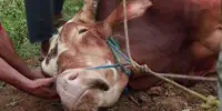 কোরবানির আগে শরিকদের নাম কি পাঠ করতেই হবে?